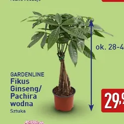 Fikus ginseng/Pachira wodna