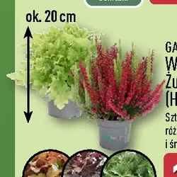Wrzos/Żurawka (Heuchera)