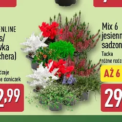 Mix 6 jesiennych sadzonek
