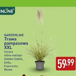Trawa pampasowa XXL