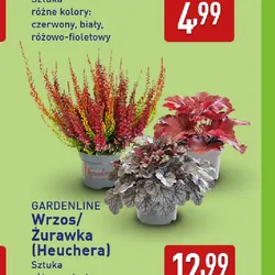 Wrzos/Żurawka (Heuchera)