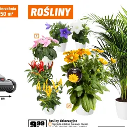 Rośliny dekoracyjne
