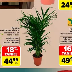 Palma AREKA
