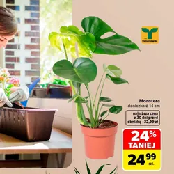 Monstera