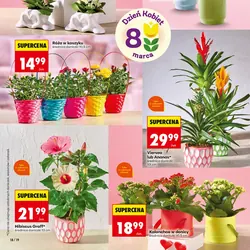 Kalanchoe w ceramice ręce