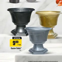 Gazon Dalia