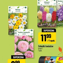 Cebulki kwiatów grupa 1
