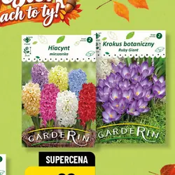 Cebulki kwiatów grupa 2