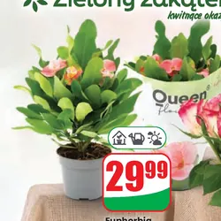 Euphorbia