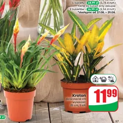 Kroton