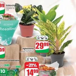 Aglaonema