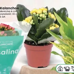 Kalanchoe