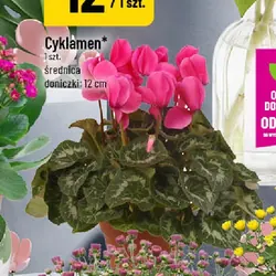 Cyklamen