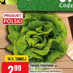 Sałata masłowa