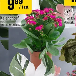 Kalanchoe