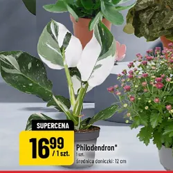 Philodendron