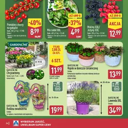 GARDENLINE Lawenda XXL