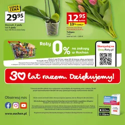 Storczyk, 2-pędy lub 3-pędy