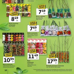 Krzew owocowy w woreczku