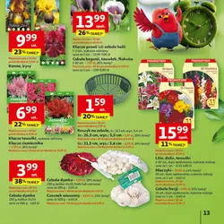 Lilie, dalie, tawułki, mieczyki lub cebule frezji