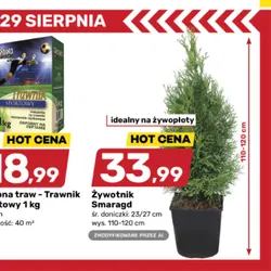 Żywotnik Smaragd