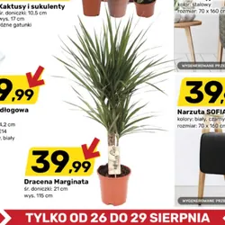 Dracena Marginata