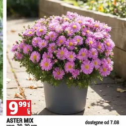 ASTER MIX
