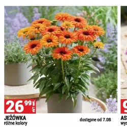 JEŻÓWKA