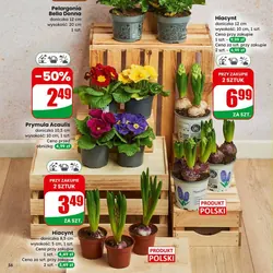 Pelargonia Bella Donna