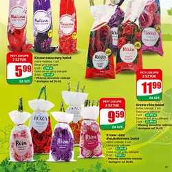 Krzew róża dwukolorowa balot