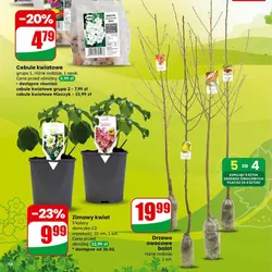 Cebule kwiatowe grupa 2