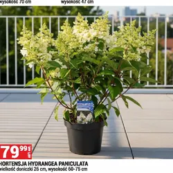 HORTENSJA HYDRANGEA PANICULATA