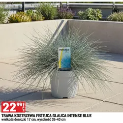 TRAWA KOSTRZEWA FESTUCA GLAUCA INTENSE BLUE