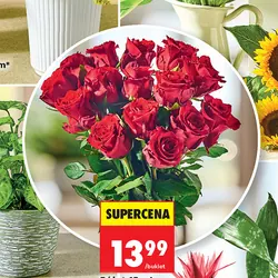 Róża