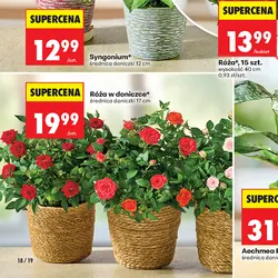 Róża w doniczce