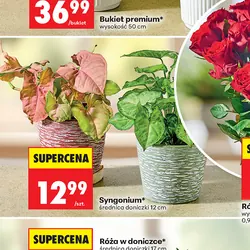 Syngonium