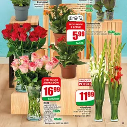 Kalanchoe