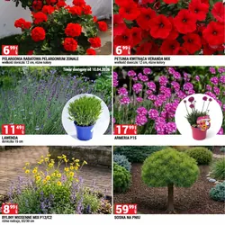 PETUNIA KWITNĄCA VERANDA MIX